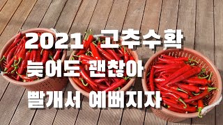 2021 드디어 고추 땁니다. 그런데...