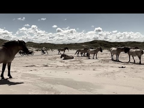 The Dunes music video