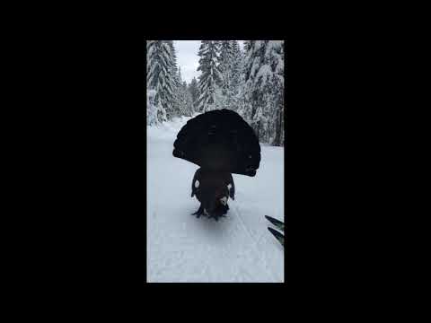 A VERY HUNGRY BIRD CAPERCAILLIE #viralshorts #shortsvideo #shorts #trending