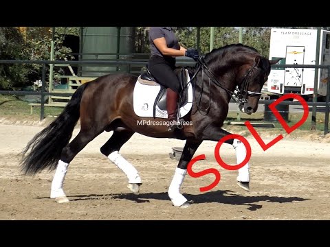 **SOLD** Schoolmaster Andalusian PRE Stallion 2008 - 1,55 m | #MP283