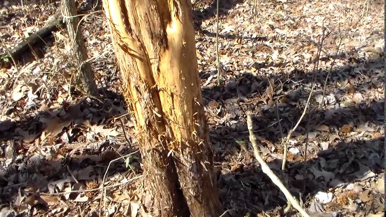 Prime Kentucky Deer Hunting: Why Carlisle-Hickman County Leads