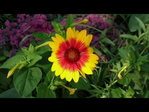 YouTube video about: When to plant flowers in minnesota?