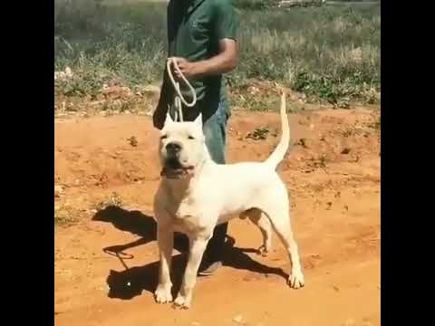 dogo argantino dangerous dog #dogoargantino # killer dog # American bully @parimalkataria