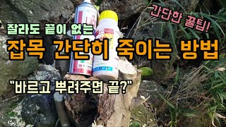 풀약으로 잡목 간단히 제하하는 방법 꿀팁 나무뿌리까지 죽이는방법