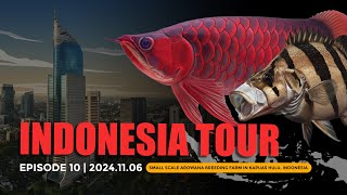 Download lagu Small Scale Arowana Breeding Farm in Kapuas Hulu | Indonesia Tour | Episode 10 | 2024.11.06 mp3