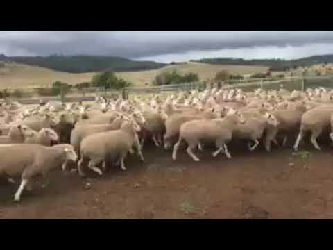 101 BORDER LEICESTER/MERINO X EWES