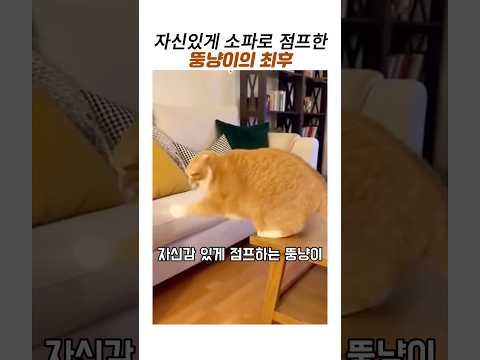 자신있게 소파로 점프한 뚱냥이의최후#웃긴동물#치즈냥#귀여운고양이#뚱뚱한고양이