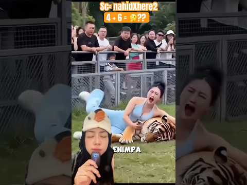 Jangan kaget! Kepeleset masuk kandang harimau, isinya ternyata begini 😅