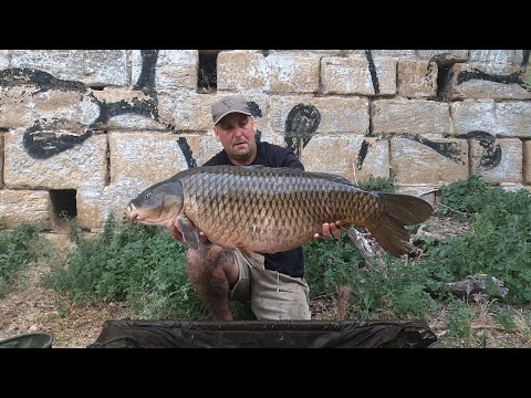 Carp mission on the ebro