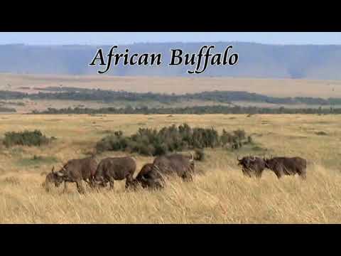The African Buffalo