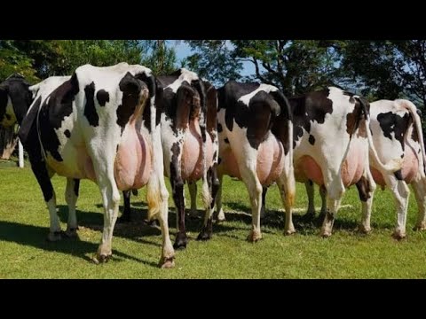 Vacaria topada a venda em Minador do Negão Alagoas ZAP (82)98190-0282 Ezequiel ferro 