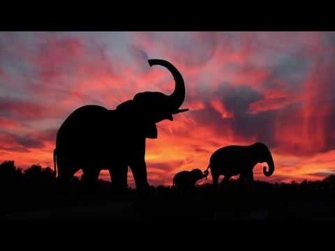 The Mystery of the Purring Elephant - Mysteries Abound (Sountrack)