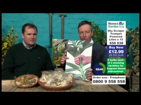 Andy Hodgson sells sky scraper trumpet lilies on Home & Garden Plus
