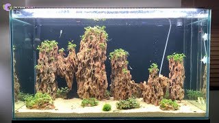Hướng dẫn set up bể thủy sinh bố cục đỉnh núi Hoa Sơn hùng vĩ