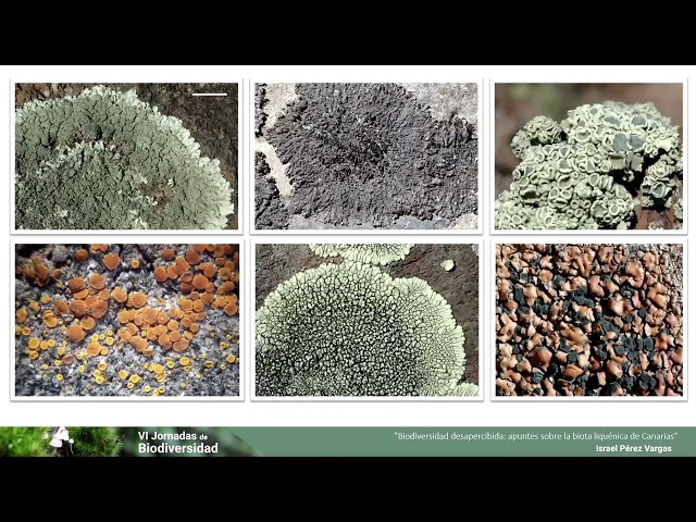 Vídeo relacionado con La Bahía de La Paz: Biodiversidad, procesos ecológicos y sociales