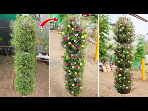Making a beautiful waterfall garden Portulaca Moss Rose from plastic bottles for small garden