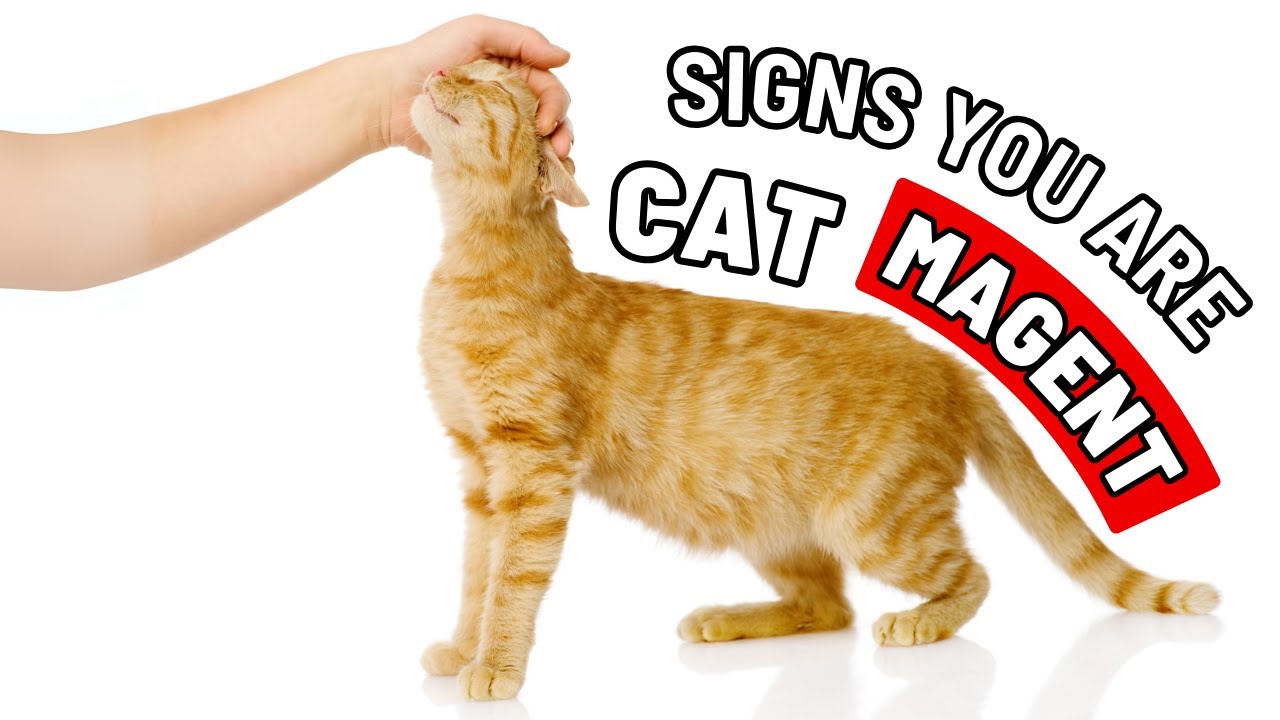 Scientists Have Found 6 Qualities That Make Humans Irresistible to Cats - Do You Have These?