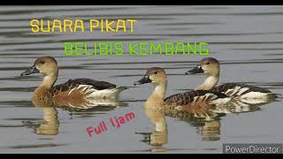 Download lagu SUARA PIKAT BELIBIS KEMBANG Full 1jam mp3 Download lagu SUARA PIKAT BELIBIS KEMBANG Full 1jam mp3