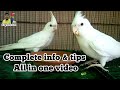 Cocktail Parrot Breeding Tips Cockatiel Bird Full Information Breeding Age