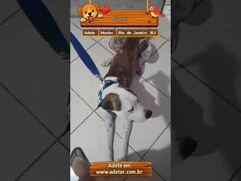 Vídeo de Bruce 