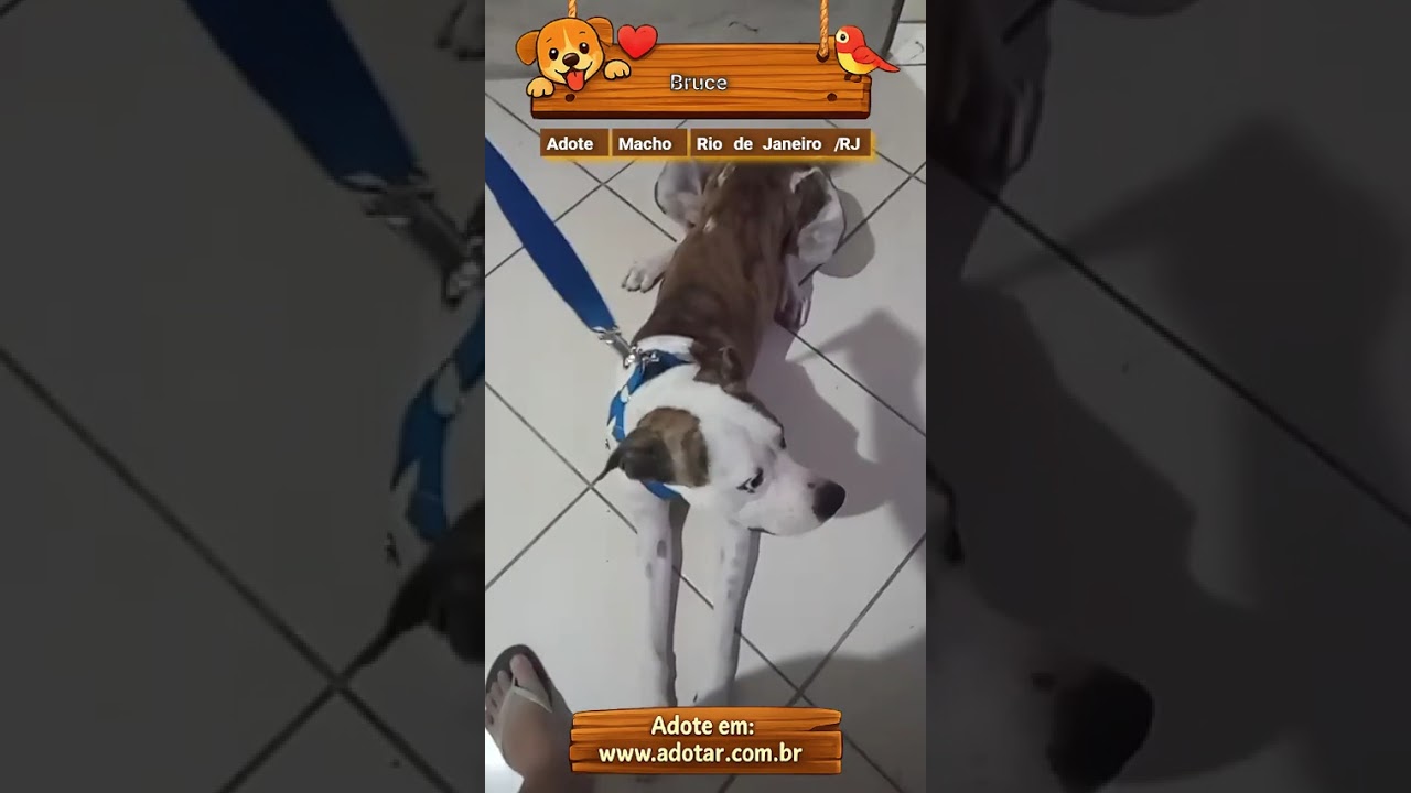 Cachorro raça SRD-ViraLata idade 2 anos nome Bruce 