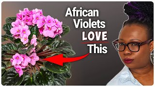 African Violets in Semi Hydroponics: Bigger Blooms, Surprising Results