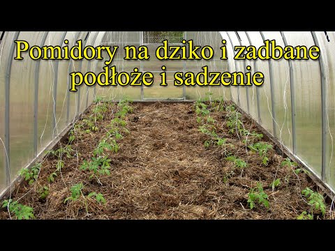 Pomidory na dziko i zadbane 1 - przygotowanie podłoża i sadzenie