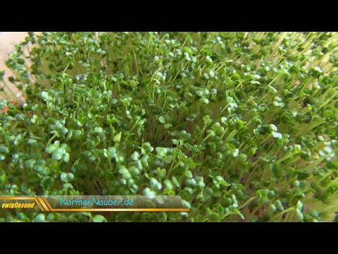 Teil 47: Brokkoli (Broccoli) - Anleitung für Sprossen, Keimlinge & Grünkraut