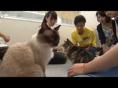 麻布大学 オープンキャンパス2013_1