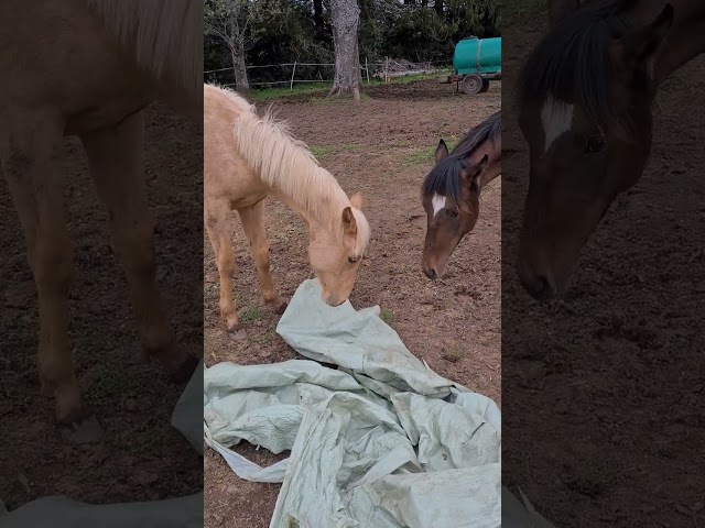 Poulain AES palomino 