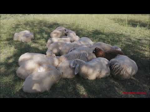 PECORE CON AGNELLINI AL PASCOLO - MERC. 19 - 10 - 2022.