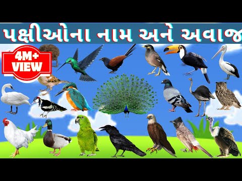 પક્ષીઓના નામ અને અવાજ | Birds Name and Sound | Birds Name in Gujarati | Kids Video by Crazy kids