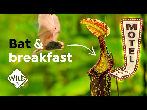 Why this Bat Chooses to Snooze in a Meat-Eating Home | Wild to Know