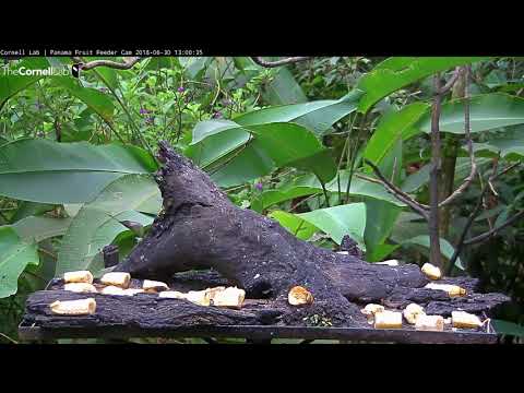 Video 2018 06 30 130014 Red tailed Squirrel exits the Panama Fruit Feeder like a circus acrobat edit