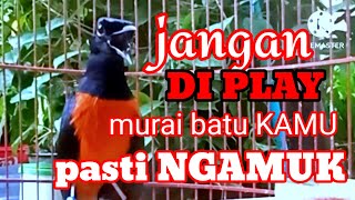 Download lagu MURAI BATU GACOR BONGKAR ISIAN √√ masteran murai batu mp3