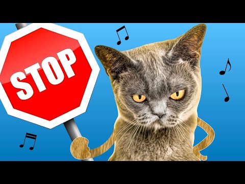 You Don't Own Me - Parody Song sung by CATS! ????