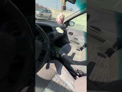 фото renault megane  0