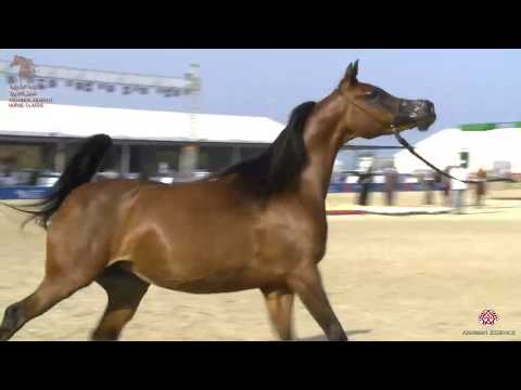 N 152 RD LORELLA   Asharqia Arabian Horse Classic 2020   Mares 7 9 Years Old Class 5