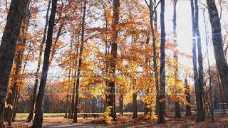 I Still Miss Someone - Donna Shaw