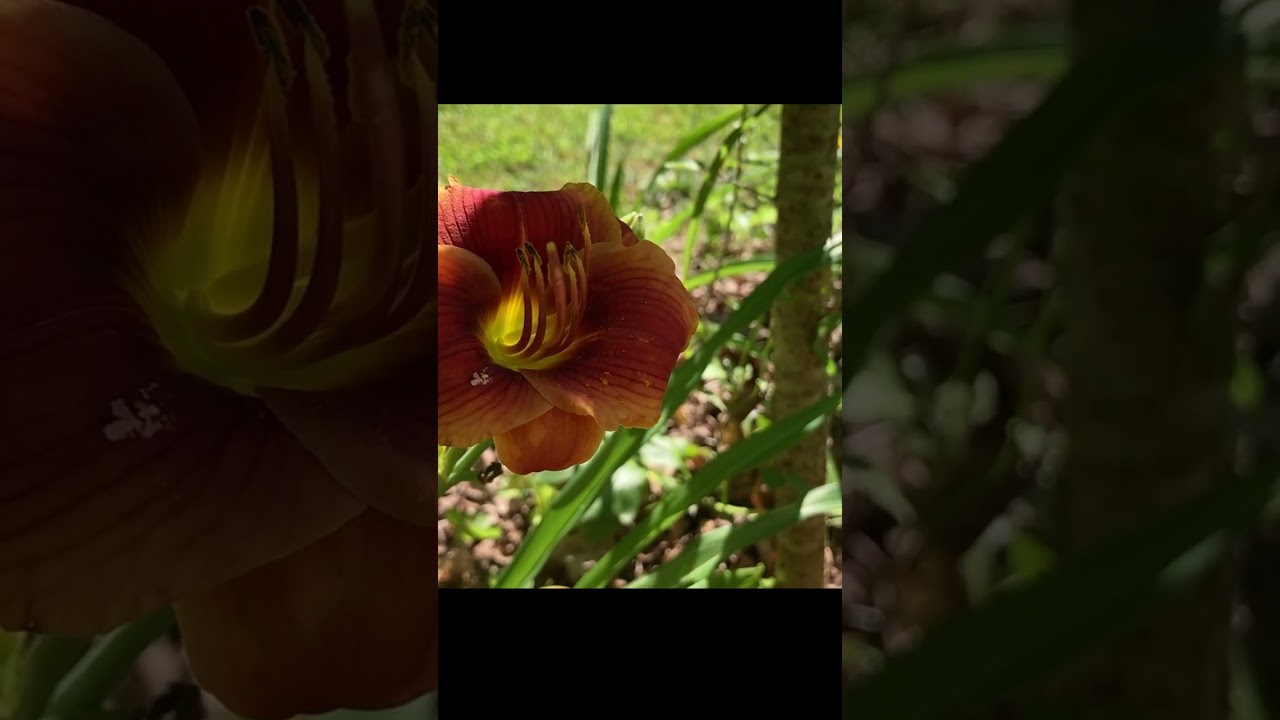 Longfield Daylilies: Standout Performance in Your Garden