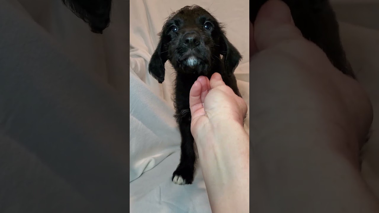 Enlarge Ethan, a Adoptable mixed breed in Blairstown, NJ video 2/4