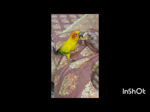 Sunny eating his favorite fruit orange 🍊