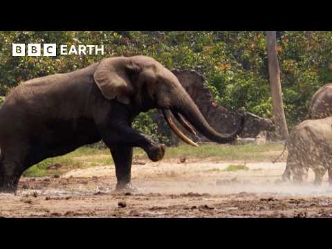 Elephant Bulls Battle It Out | Narrated by David Attenborough | Africa | BBC Earth