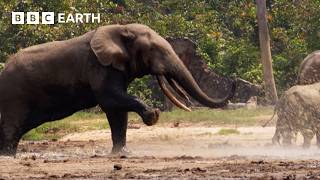 Elephant Bulls Battle It Out | Narrated by David Attenborough | Africa | BBC Earth