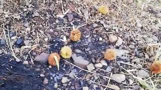 栗拾ってみた！！