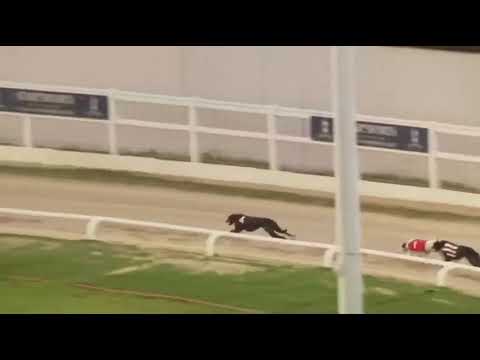 Bubbly Bollinger Wins The RPGTV Derby Plate Final Race In Trap 4 At Towcester 10/7/2021 🏆🏆🏆🏆❤️