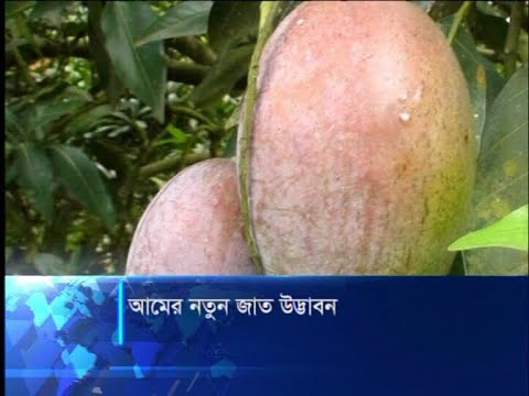 নতুন জাতের আমের উদ্ভাবন