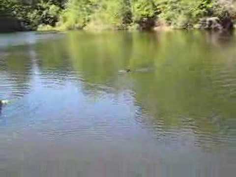 RC Sturgeon Class Submarine in Action!