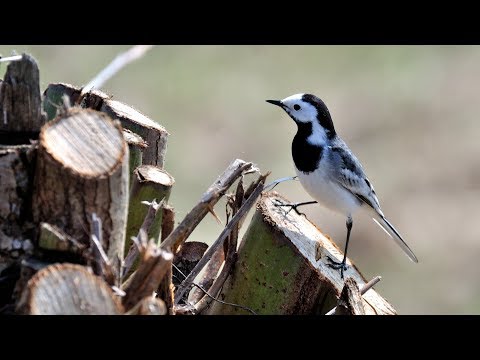 Artenporträt Bachstelze