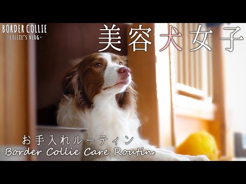 ボーダーコリーのケア